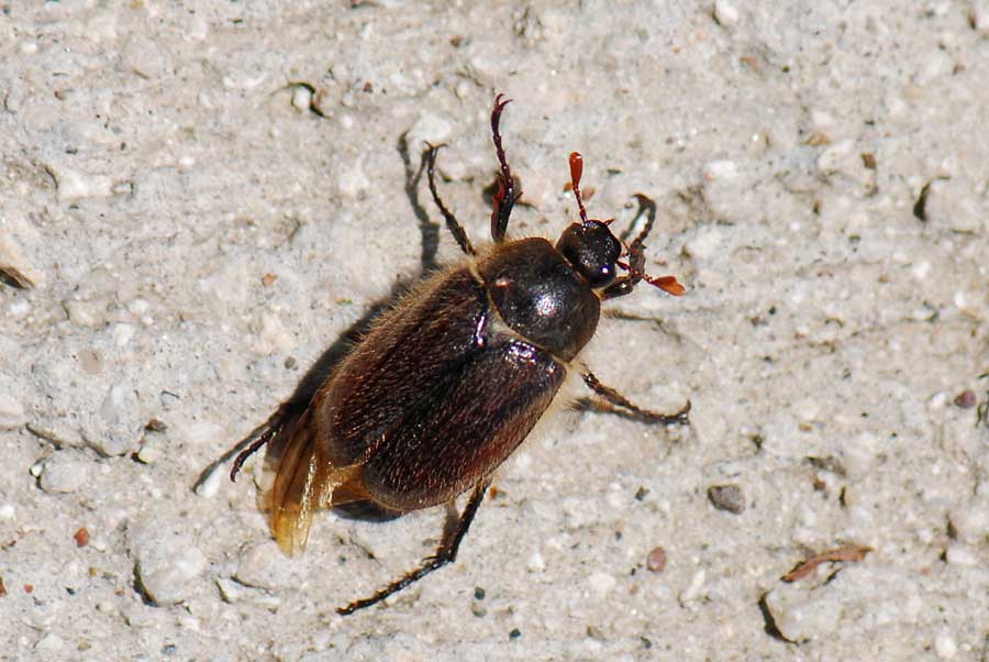 Da identificare: Amphimallon ?